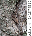 moss disguised as bark 141374519