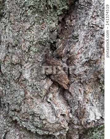 moss disguised as bark moss disguised as bark 141374519
