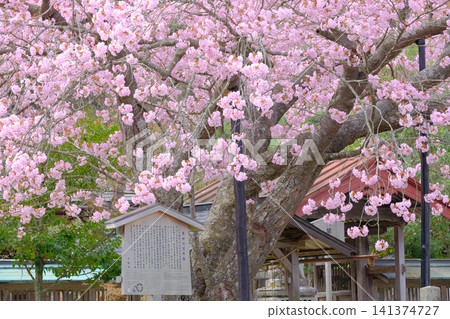 Kuroda's Hundred-Year-Old Cherry Tree in Kyoto Kuroda's Hundred-Year-Old Cherry Tree in Kyoto 141374727