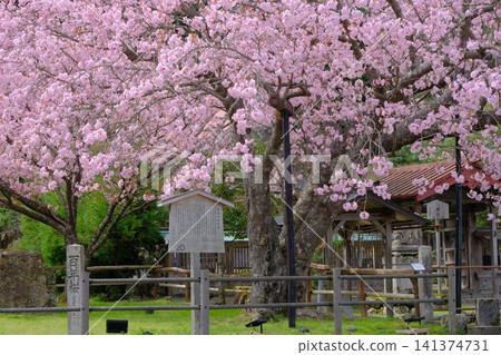 Kuroda's Hundred-Year-Old Cherry Tree in Kyoto Kuroda's Hundred-Year-Old Cherry Tree in Kyoto 141374731