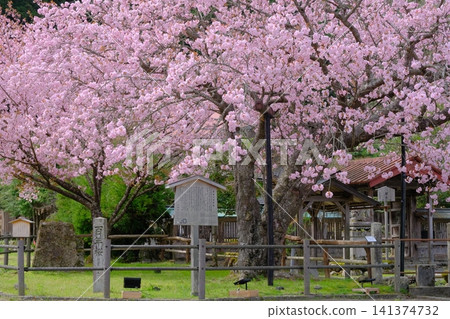 Kuroda's Hundred-Year-Old Cherry Tree in Kyoto Kuroda's Hundred-Year-Old Cherry Tree in Kyoto 141374732