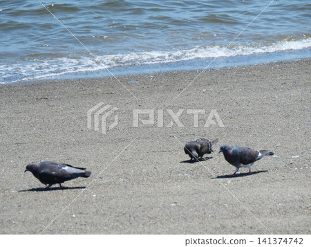 沙灘、鴿子和海浪 沙灘、鴿子和海浪 141374742