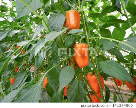 Orange bell peppers that have ripened in a greenhouse Orange bell peppers that have ripened in a greenhouse 141374806