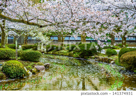 Kanazawa Kenrokuen Garden: Cherry blossom petals float on the winding stream. 141374931