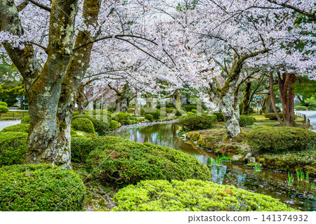 Kanazawa Kenrokuen Garden: Cherry blossom petals float on the winding stream. Kanazawa Kenrokuen Garden: Cherry blossom petals float on the winding stream. 141374932