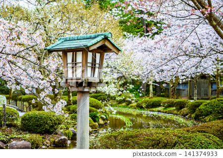 金澤兼六園:櫻花花瓣漂浮在蜿蜒的溪流上。 金澤兼六園:櫻花花瓣漂浮在蜿蜒的溪流上。 141374933