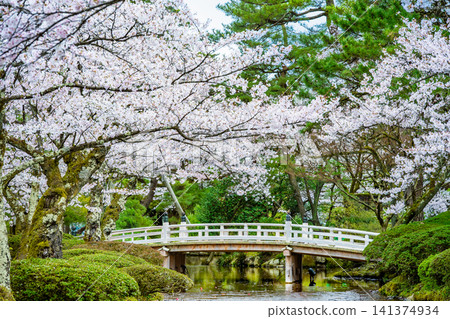 金澤兼六園,賞櫻橋,櫻花盛開。 金澤兼六園,賞櫻橋,櫻花盛開。 141374934
