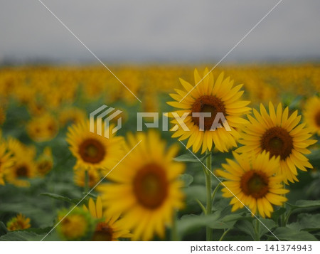 Summer flower landscape sunflower field Summer flower landscape sunflower field 141374943