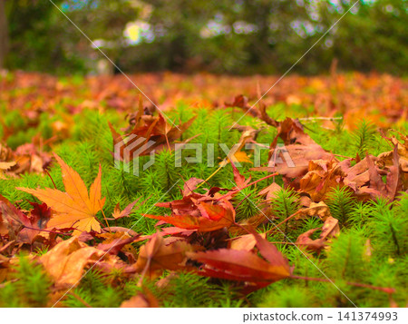 Autumn leaves on moss Autumn leaves on moss 141374993