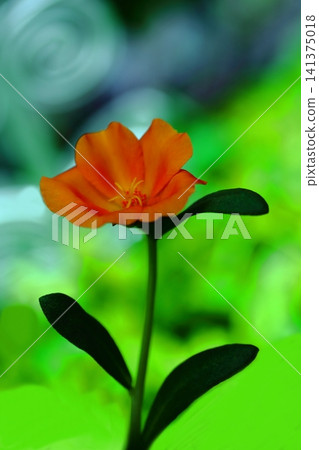 Orange porchuraka Orange porchuraka 141375018