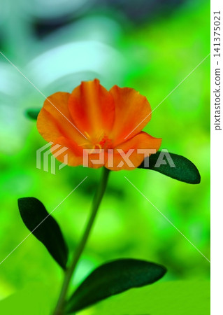 Orange porchuraka 141375021