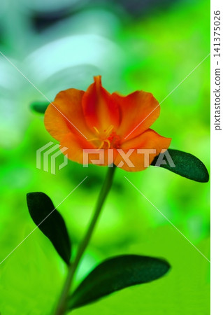 黃色portulaca花 黃色portulaca花 141375026