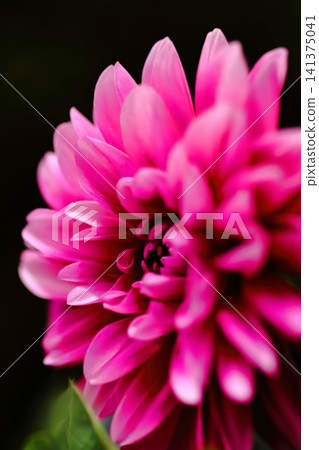 Red dahlia Red dahlia 141375041