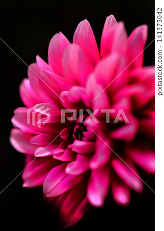 Red dahlias against a black background Red dahlias against a black background 141375042