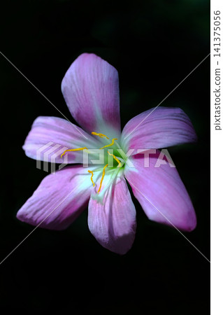 假藏紅花在黑色背景下顯現出來。 141375056