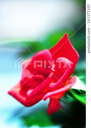 A red rose A red rose 141375105