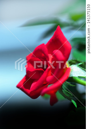 一朵紅玫瑰 一朵紅玫瑰 141375150
