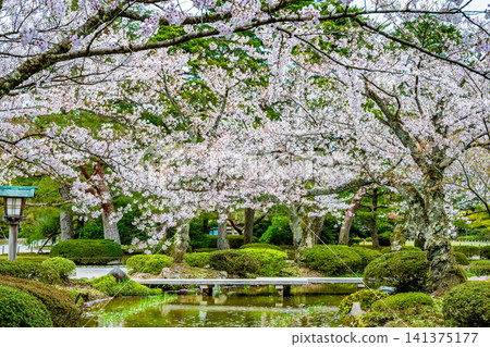 金澤兼六園：櫻花花瓣漂浮在蜿蜒的溪流上。 141375177