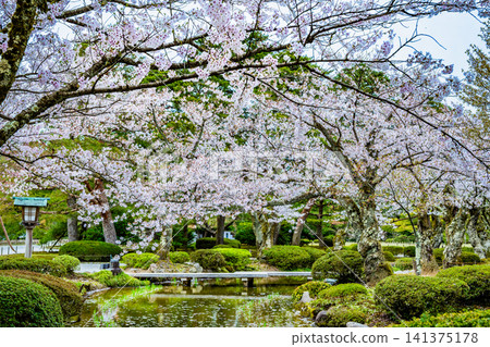 Kanazawa Kenrokuen Garden: Cherry blossom petals float on the winding stream. Kanazawa Kenrokuen Garden: Cherry blossom petals float on the winding stream. 141375178
