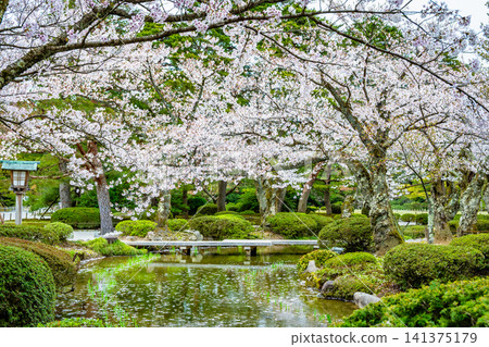 Kanazawa Kenrokuen Garden: Cherry blossom petals float on the winding stream. Kanazawa Kenrokuen Garden: Cherry blossom petals float on the winding stream. 141375179