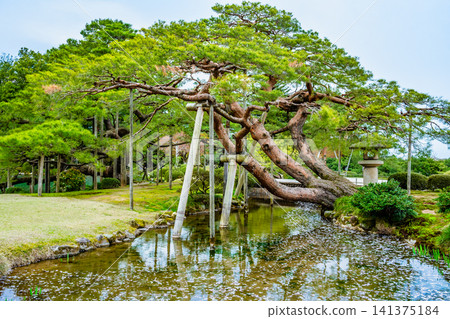 金澤兼六園：櫻花花瓣漂浮在蜿蜒的溪流上。 141375184