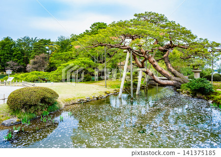 金澤兼六園:櫻花花瓣漂浮在蜿蜒的溪流上。 金澤兼六園:櫻花花瓣漂浮在蜿蜒的溪流上。 141375185