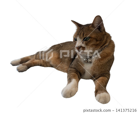 Cat pet feline tabby collar relaxed brown cat lying on white background 141375216