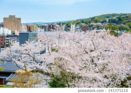 金澤兼六園：櫻花盛開時，從觀景台上可以俯瞰金澤市。 141375218