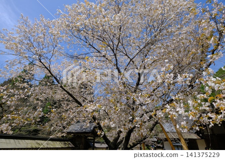 常祥光寺的五舍榮櫻樹 常祥光寺的五舍榮櫻樹 141375229