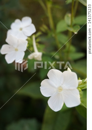 白色小花 白色小花 141375233
