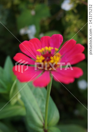 Delicate red small flowers 141375252