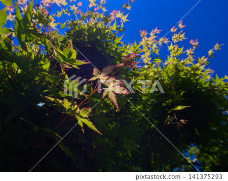 Blue sky and summer maple leaves Blue sky and summer maple leaves 141375293