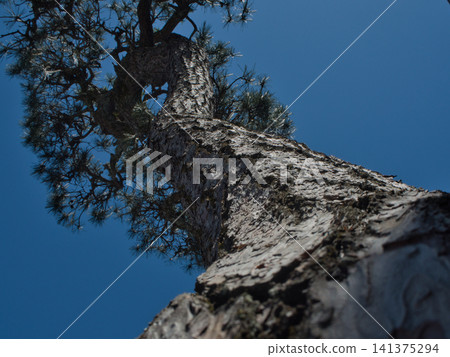 Pine trees and a cloudless sky 141375294
