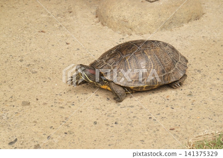 Walking turtle Walking turtle 141375329