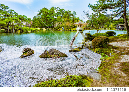 金澤兼六園:霞池,池中漂浮著櫻花花瓣 金澤兼六園:霞池,池中漂浮著櫻花花瓣 141375336