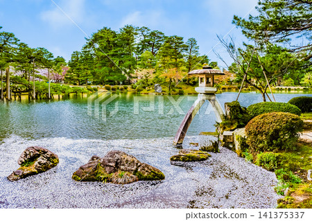 金澤兼六園:霞池,池中漂浮著櫻花花瓣 金澤兼六園:霞池,池中漂浮著櫻花花瓣 141375337