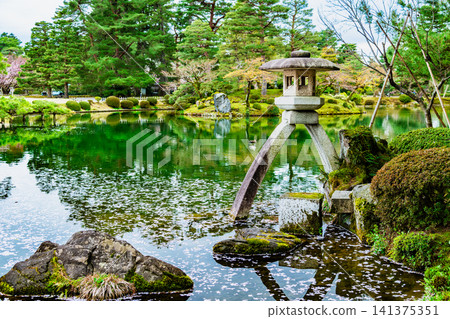 金澤兼六園:霞池,池中漂浮著櫻花花瓣 金澤兼六園:霞池,池中漂浮著櫻花花瓣 141375351