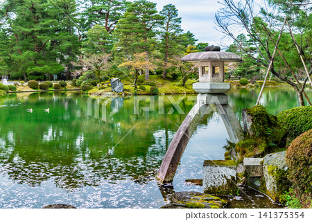 金澤兼六園：霞池，池中漂浮著櫻花花瓣 141375354