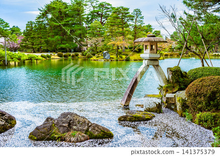 金澤兼六園:霞池,池中漂浮著櫻花花瓣 金澤兼六園:霞池,池中漂浮著櫻花花瓣 141375379