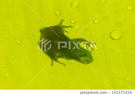 Cute Japanese tree frog Cute Japanese tree frog 141375424