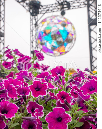 Vibrant flowers blooming in the midsummer event square Vibrant flowers blooming in the midsummer event square 141375648