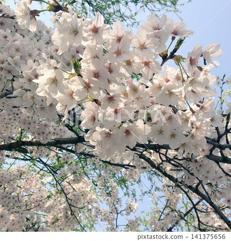 Blue sky and fully bloomed Somei Yoshino cherry blossoms Blue sky and fully bloomed Somei Yoshino cherry blossoms 141375656