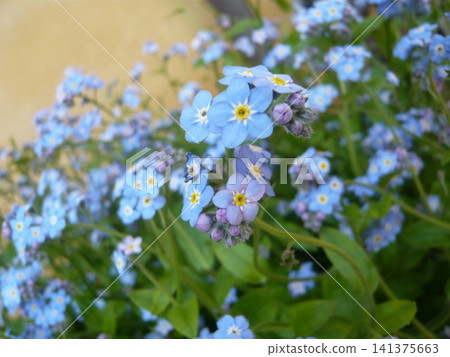 Small blue forget-me-nots blooming in the spring garden Small blue forget-me-nots blooming in the spring garden 141375663