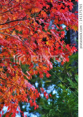 高野山世界遺產深秋風景:賈巴拉路 高野山世界遺產深秋風景:賈巴拉路 141375765