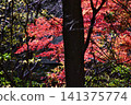 Late autumn scenery at the World Heritage site of Koyasan 141375774