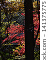 Late autumn scenery at the World Heritage site of Koyasan 141375775
