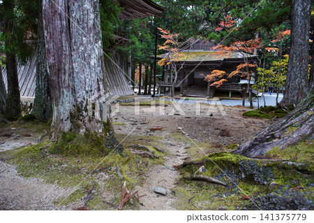 高野山世界遺產丹上伽藍山王院的深秋景色 高野山世界遺產丹上伽藍山王院的深秋景色 141375779