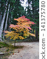 Late autumn scenery at the World Heritage site of Koyasan: West Pagoda 141375780