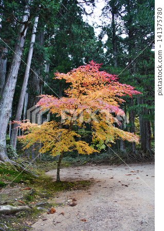 Late autumn scenery at the World Heritage site of Koyasan: West Pagoda Late autumn scenery at the World Heritage site of Koyasan: West Pagoda 141375780