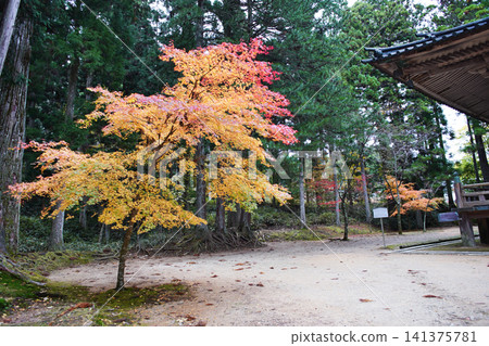 高野山世界遺產晚秋景色：西塔 141375781